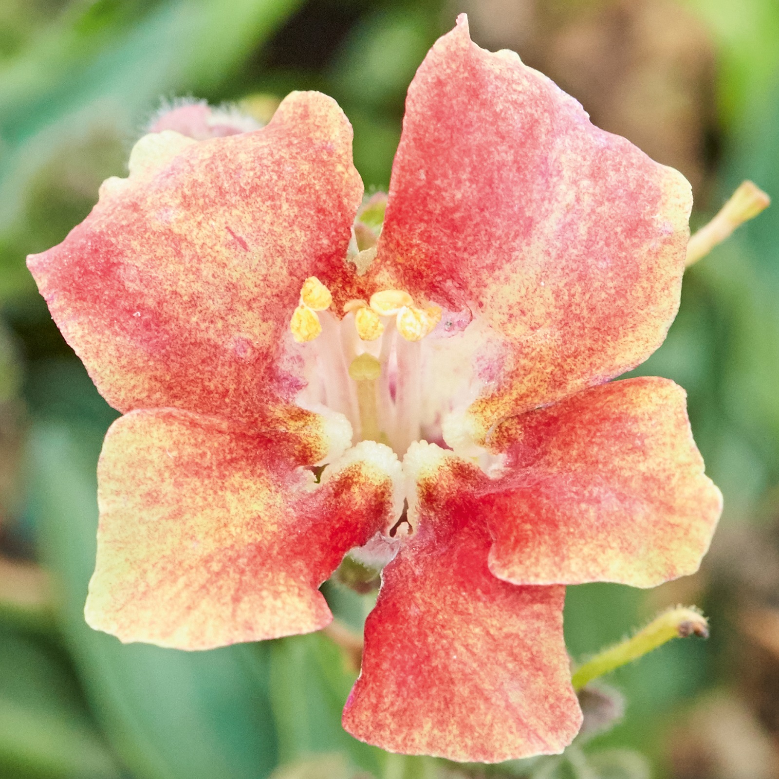 Antirrhinum Majus Dazzling Lips Sunset Jaunst Di Onava Lv