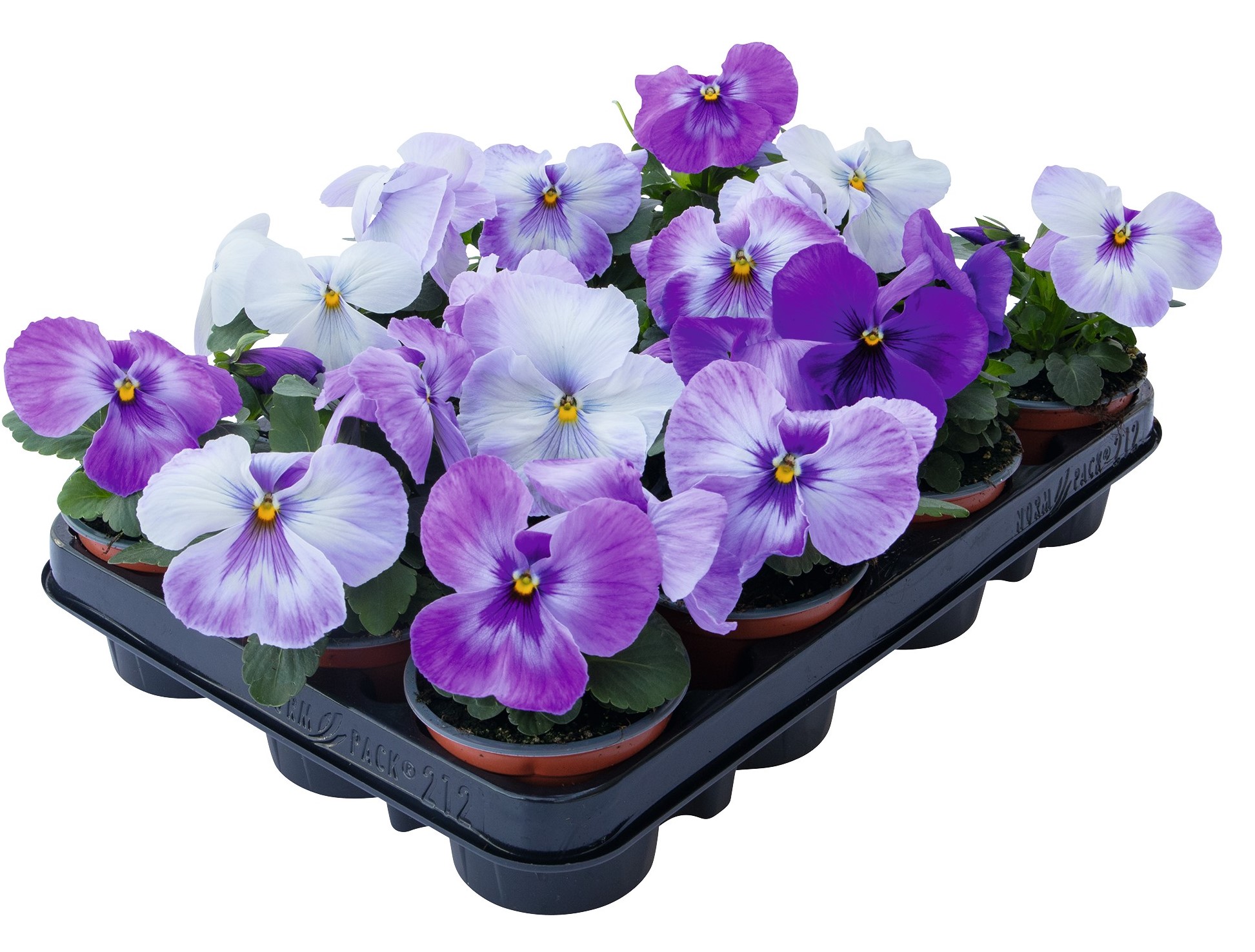 Viola Rutar Viola wittrockiana Inspire PLUS Marina Lavender | Sēklas | Onava.lv