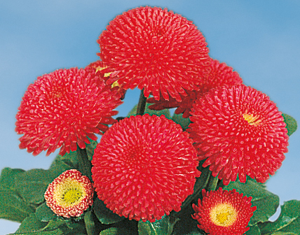 Bellis Perennis Tasso Deep Rose Jaunst di Onava lv Bellis Perennis Tasso Deep Rose Jaunst di Onava lv
