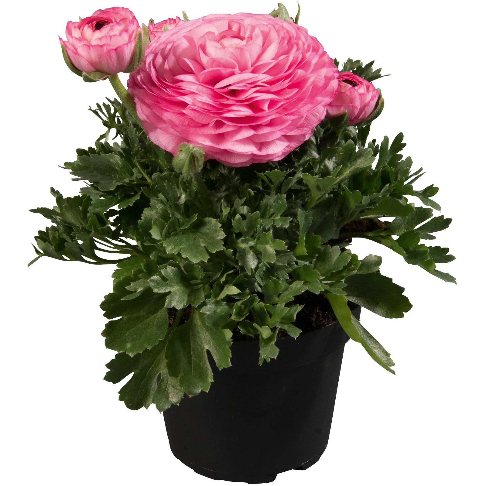 Pink Ranunculus Assistant Ranunculus asiaticus Gambit Compact Light Pink | Sēklas | Onava.lv