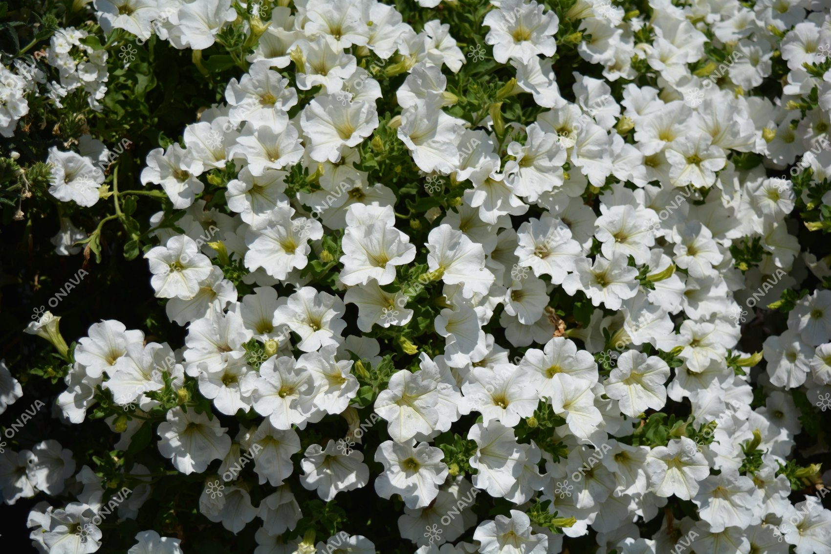 Petunia atkinsiana Surfinia White (XXL) | Jaunstādi | Onava.lv