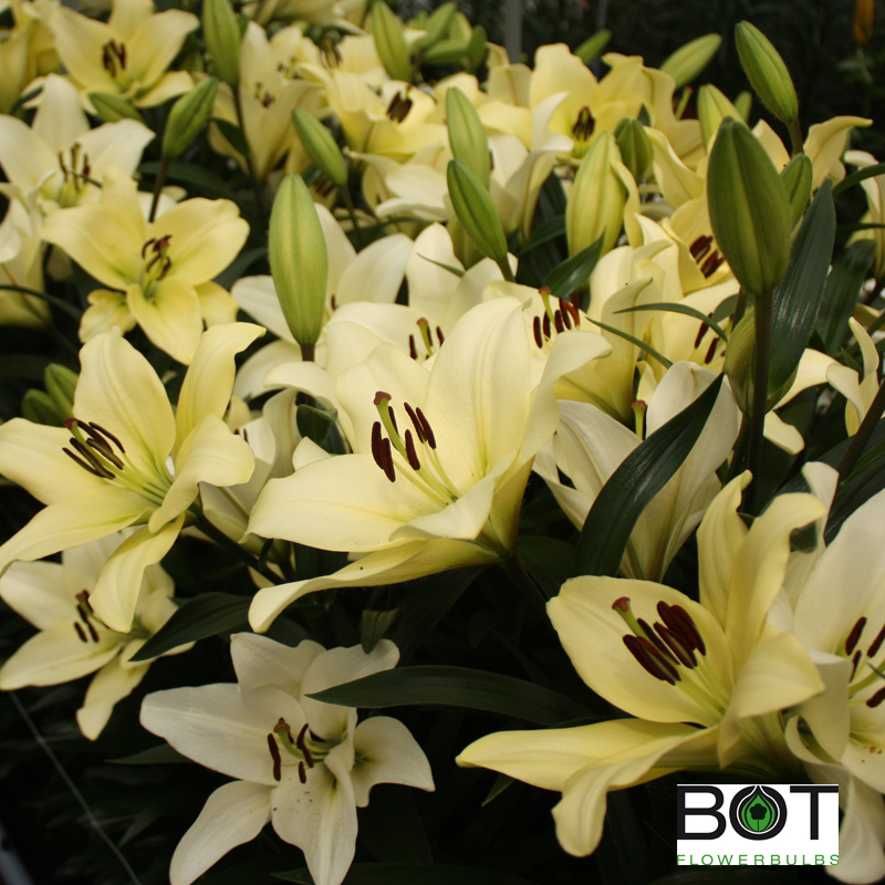 Lilium OR Polar Star | Sīpolpuķes | Onava.lv
