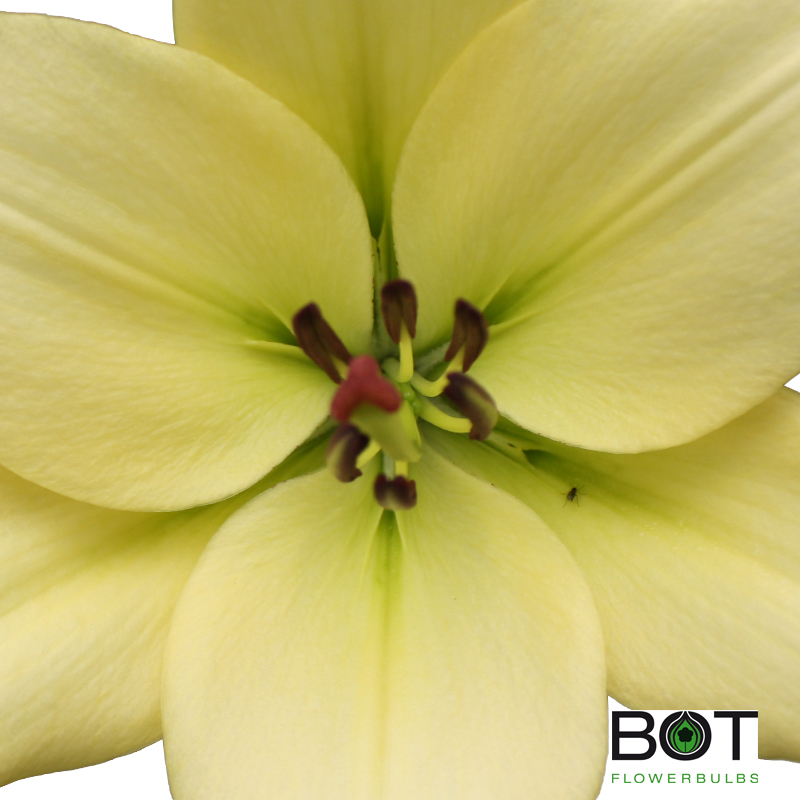 Lilium OR Polar Star | Sīpolpuķes | Onava.lv