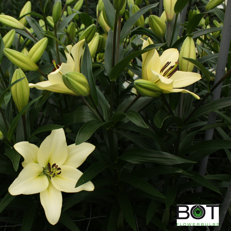 Lilium OR Polar Star | Sīpolpuķes | Onava.lv