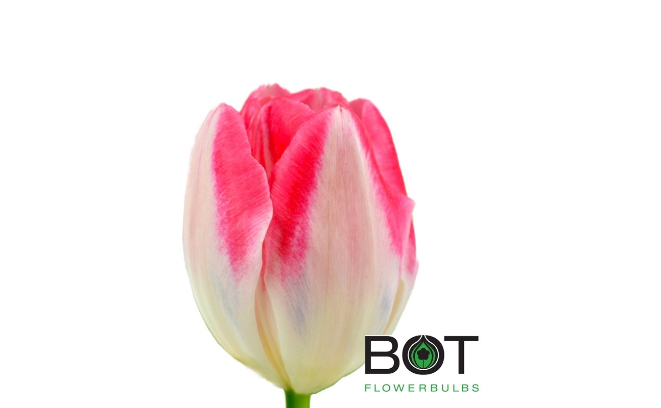 Tulipa, triumfa Mickey Chic | Sīpolpuķes | Onava.lv