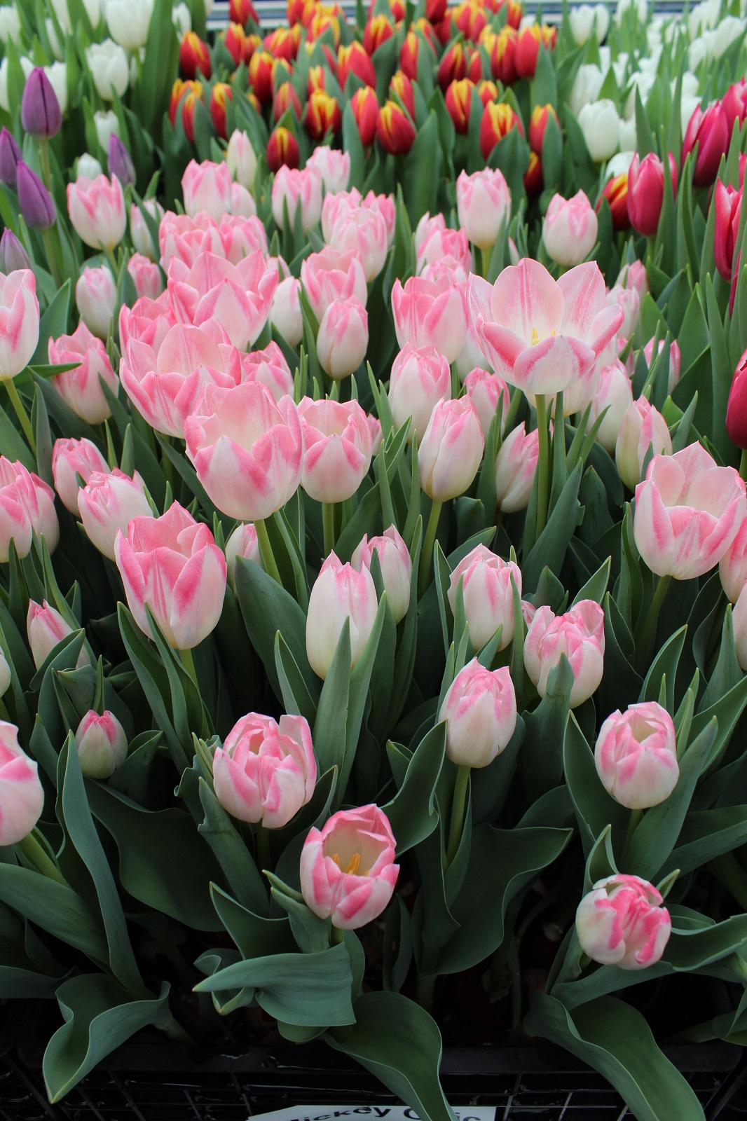 Tulipa, triumfa Mickey Chic | Sīpolpuķes | Onava.lv