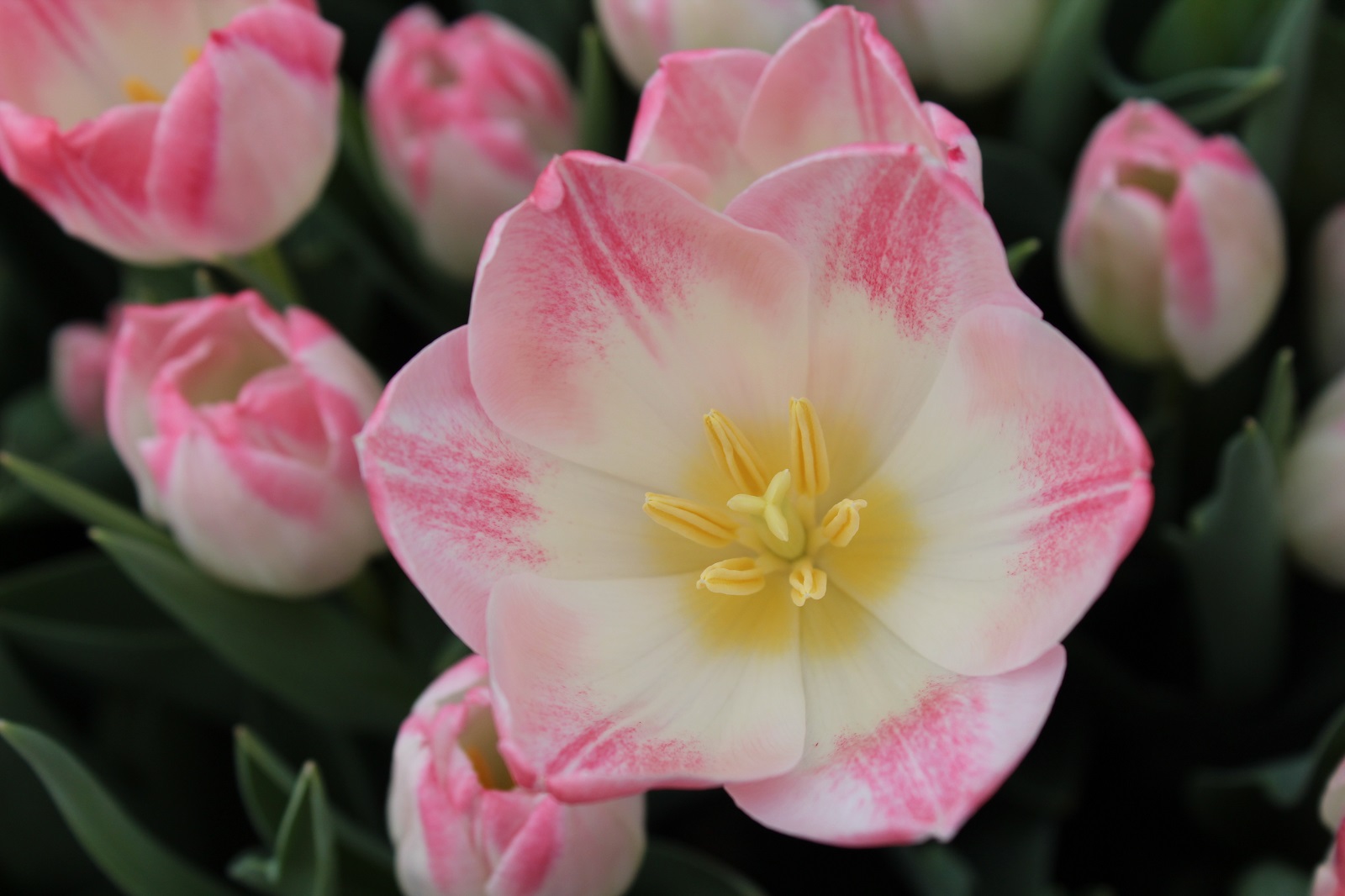 Tulipa, triumfa Mickey Chic | Sīpolpuķes | Onava.lv