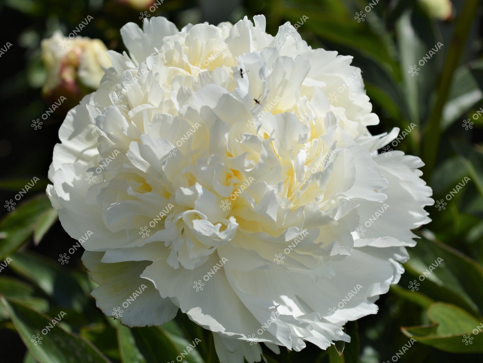 Paeonia lactiflora Ivory Victory 3/5 | Sīpolpuķes | Onava.lv