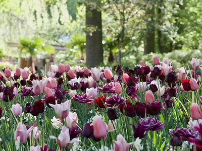 Combinations Nude & Black | Sīpolpuķes | Onava.lv