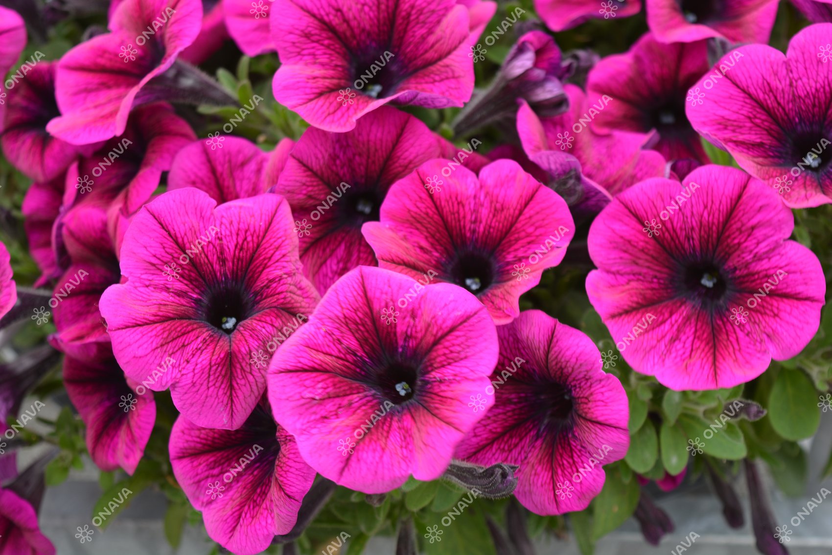 Petunia atkinsiana Potunia Purple | Jaunstādi | Onava.lv