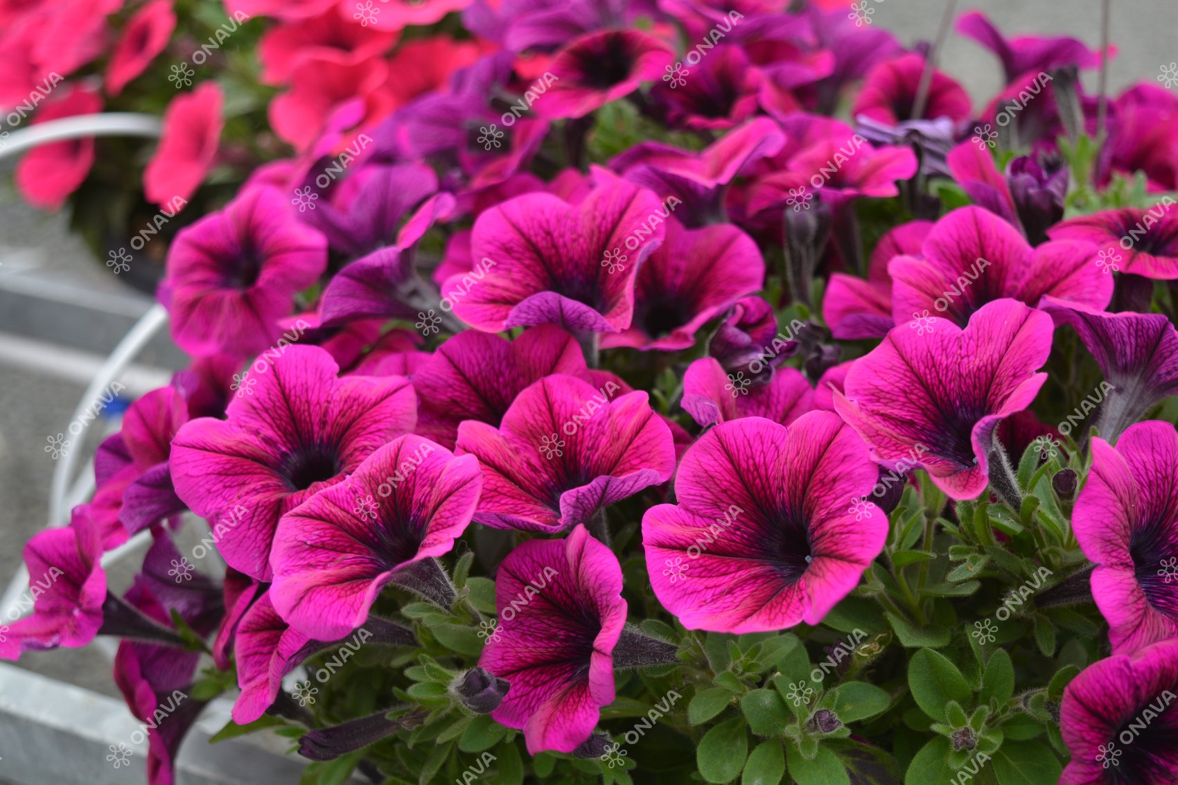 Petunia atkinsiana Potunia Purple | Jaunstādi | Onava.lv