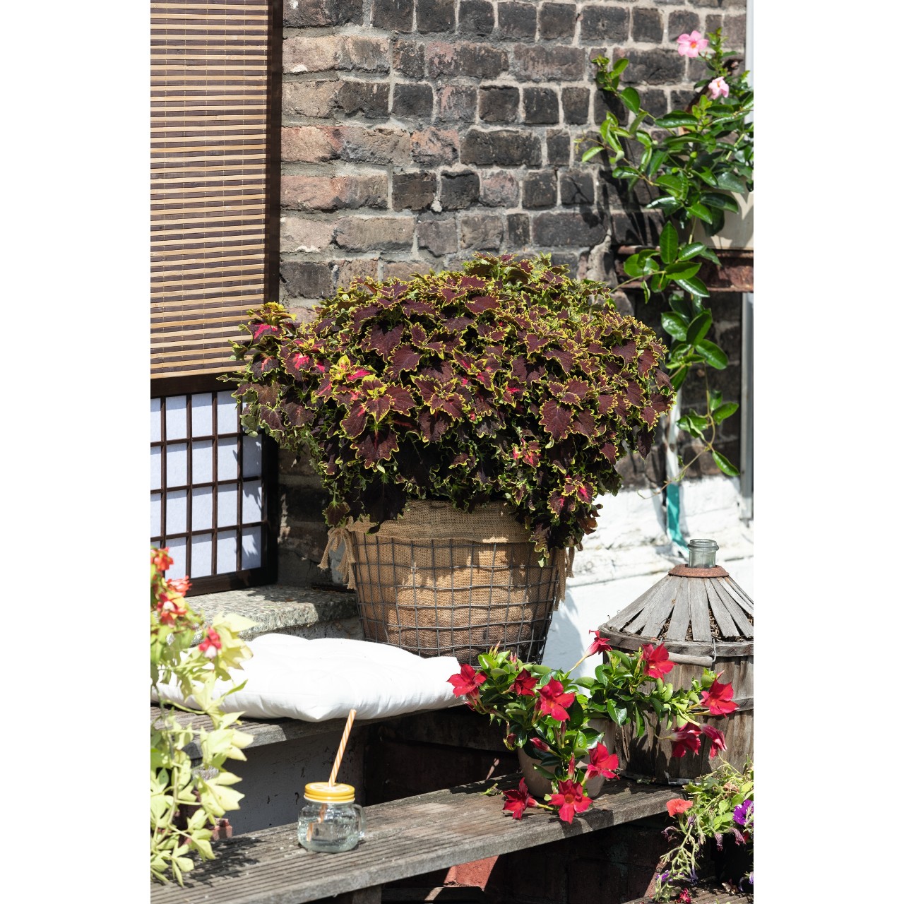 Coleus blumei Stained Glassworks Crown Jewel Jaunstādi Onava.lv