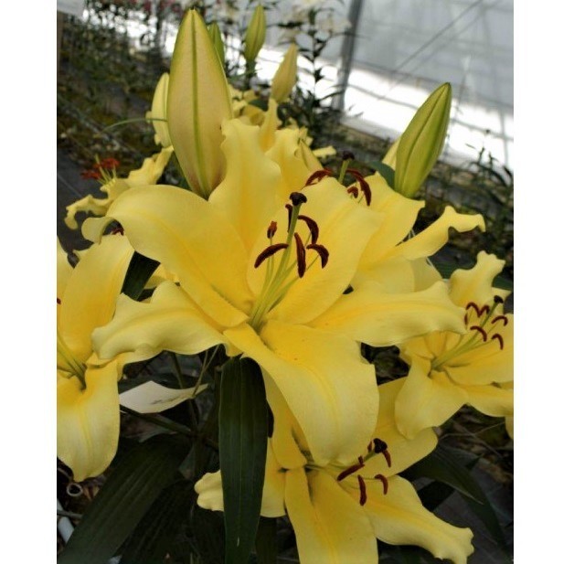 Lilium OT Vigneron | Sīpolpuķes | Onava.lv