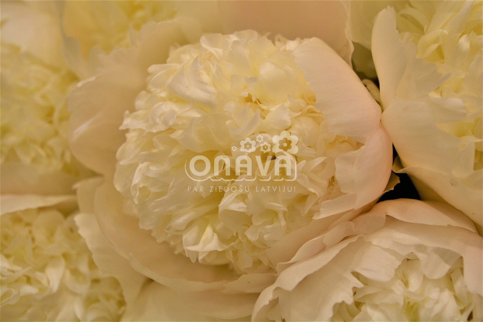 Paeonia lactiflora Charlie's White 3/5 Sīpolpuķes Onava.lv