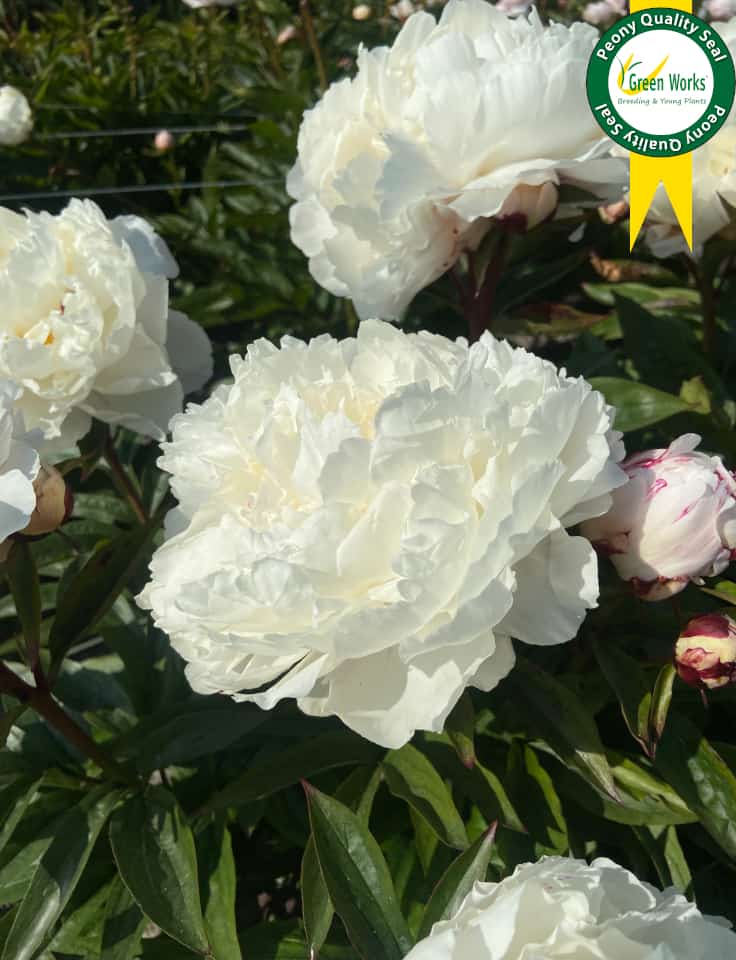 Paeonia lactiflora White Lullaby 3/5 | Sīpolpuķes | Onava.lv