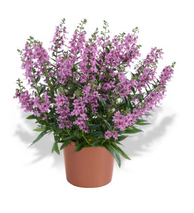Angelonia angustifolia Alonia Big Bicolor Pink Impr. | Jaunstādi | Onava.lv