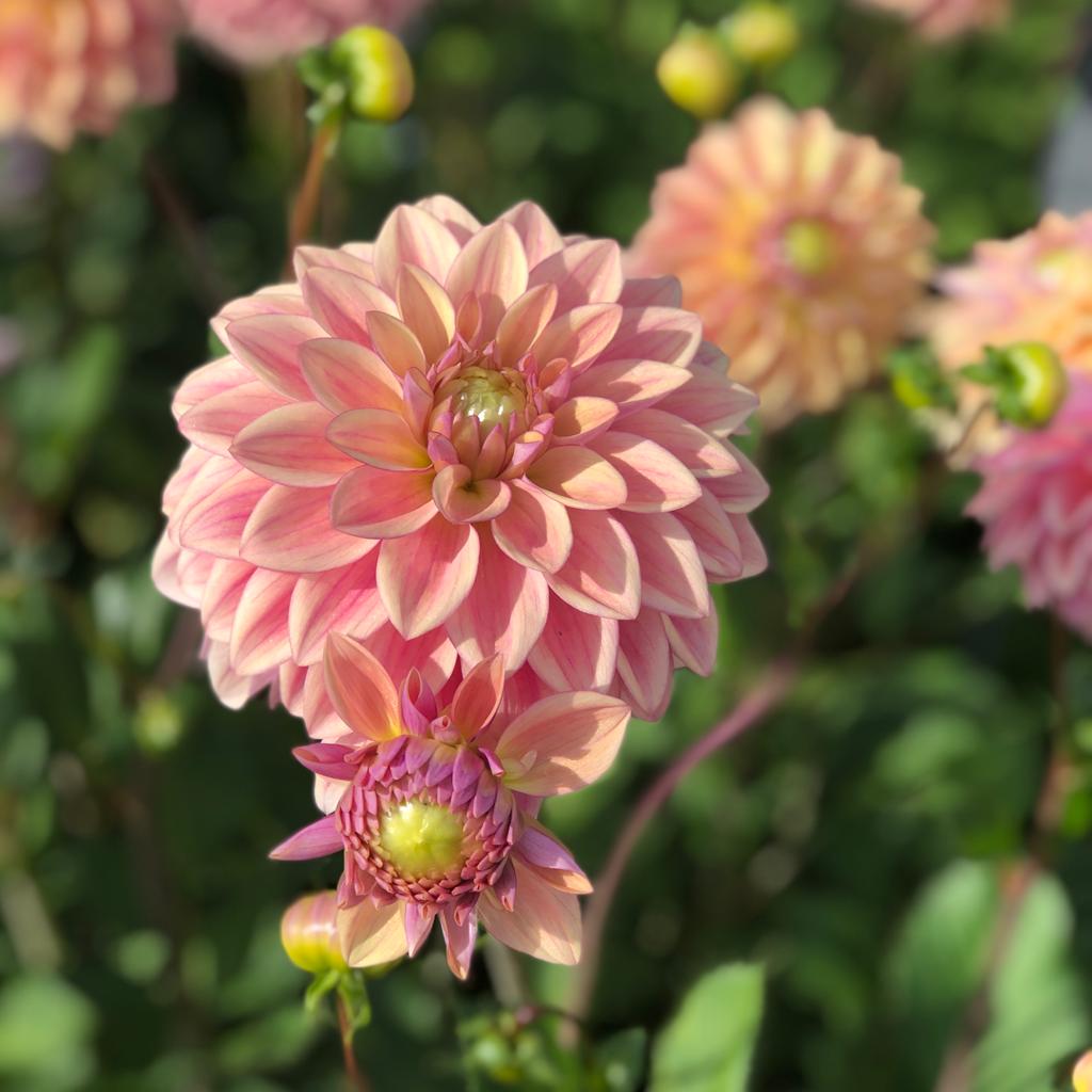 Veci Rozā Dahlia hortensis Dusty Beauty | Sīpolpuķes | Onava.lv