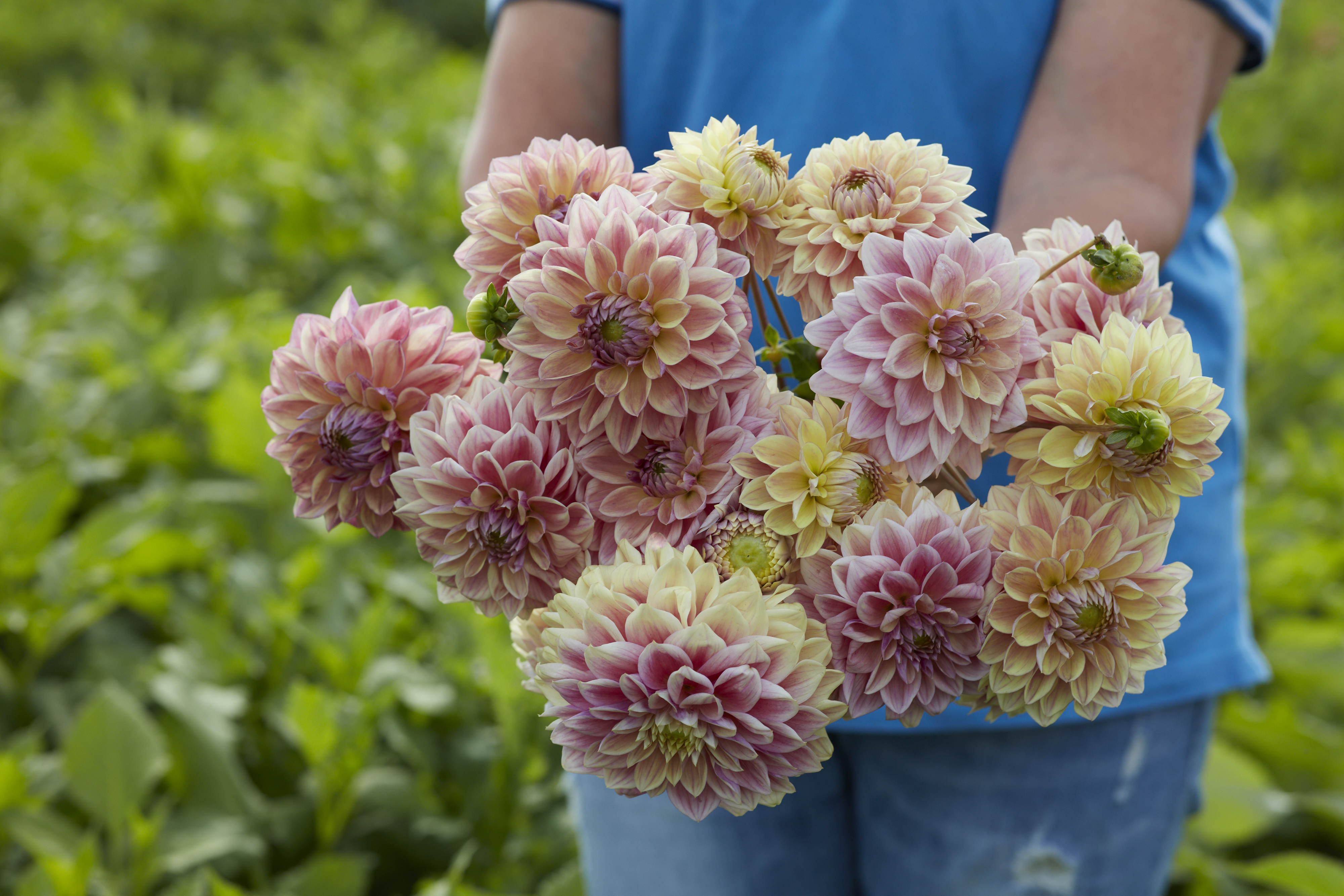 Veci Rozā Dahlia hortensis Dusty Beauty | Sīpolpuķes | Onava.lv