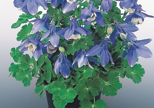 Aquilegia flabellata Cameo Blue and White