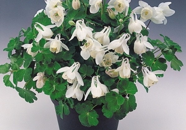 Aquilegia flabellata Cameo White
