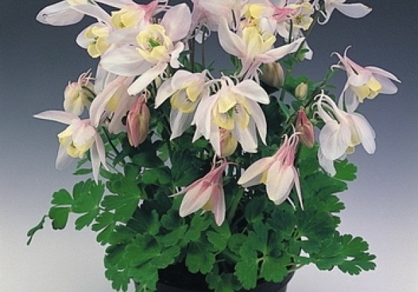 Aquilegia flabellata Cameo Blush