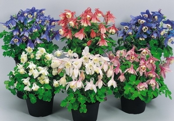 Aquilegia flabellata Cameo Mix