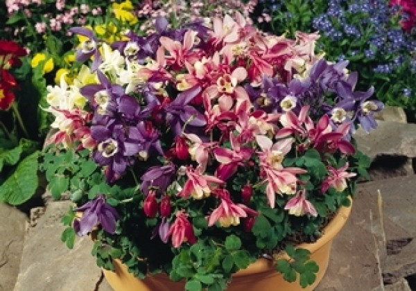 Aquilegia flabellata Cameo Mix