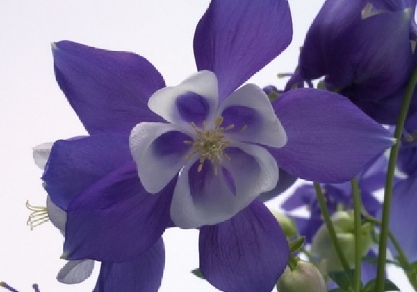 Aquilegia hybrida Spring Magic Blue and White