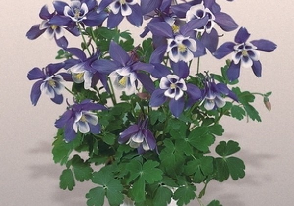 Aquilegia hybrida Spring Magic Blue and White