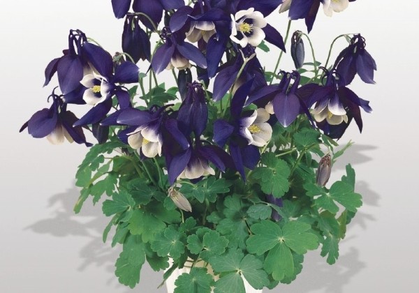 Aquilegia hybrida Spring Magic Navy and White
