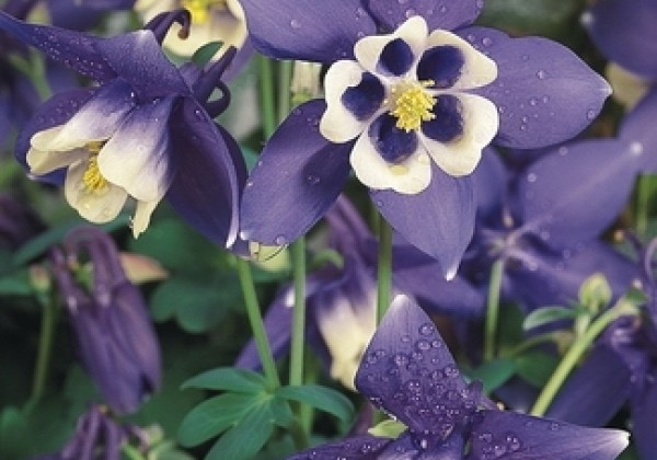 Aquilegia hybrida Spring Magic Navy and White