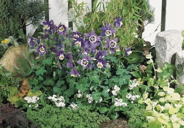 Aquilegia hybrida Spring Magic Navy and White