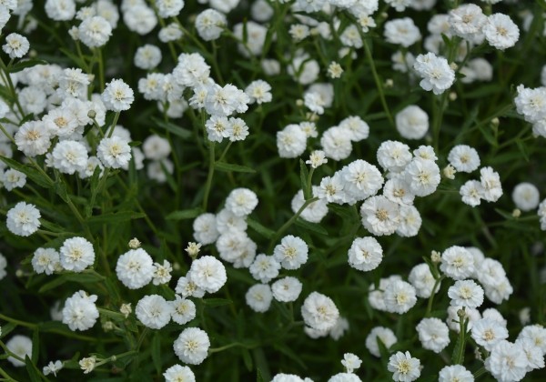 Achillea ptarmica Marshmallow