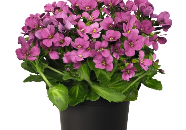Arabis caucasica Catwalk Pink