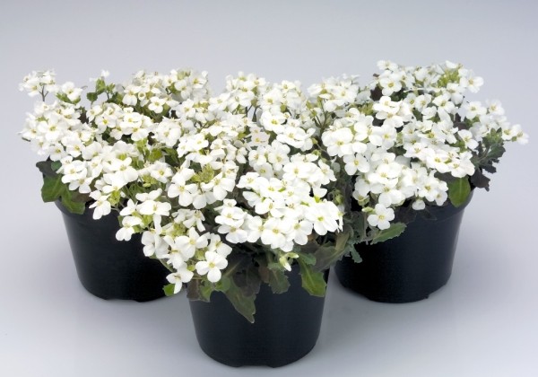 Arabis caucasica Catwalk White