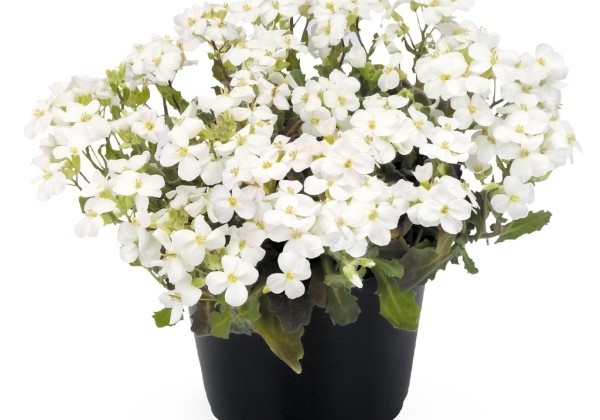Arabis caucasica Catwalk White