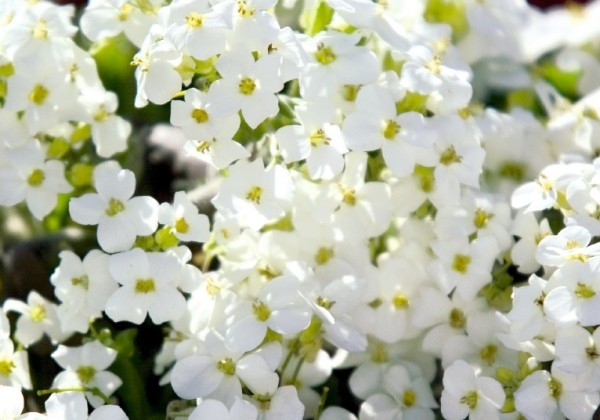 Arabis caucasica Catwalk White