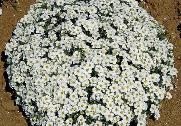 Arenaria montana