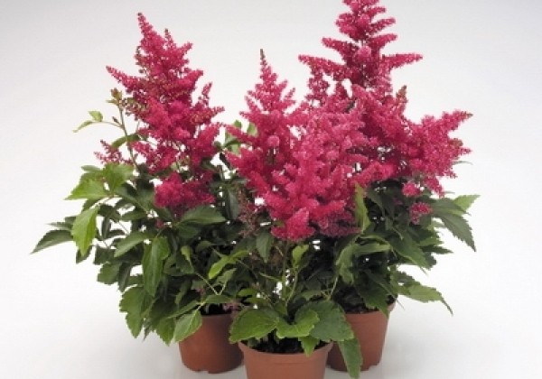 Astilbe arendsii Astary Rose