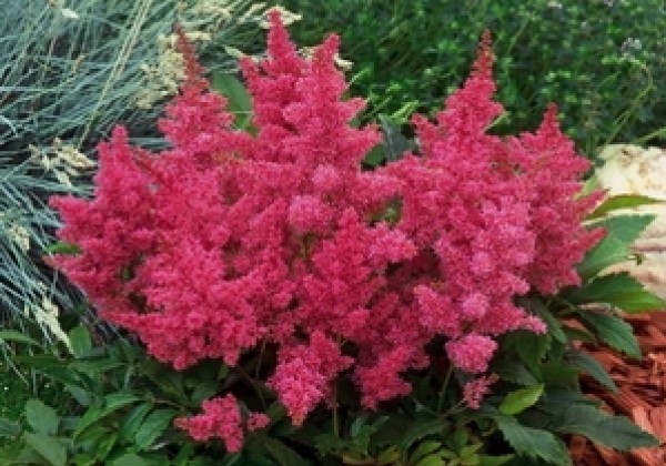 Astilbe arendsii Astary Rose