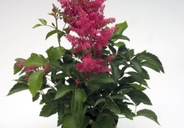 Astilbe arendsii Astary Rose