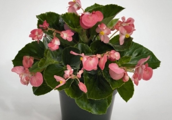 Begonia benariensis BIG Pink Green Leaf