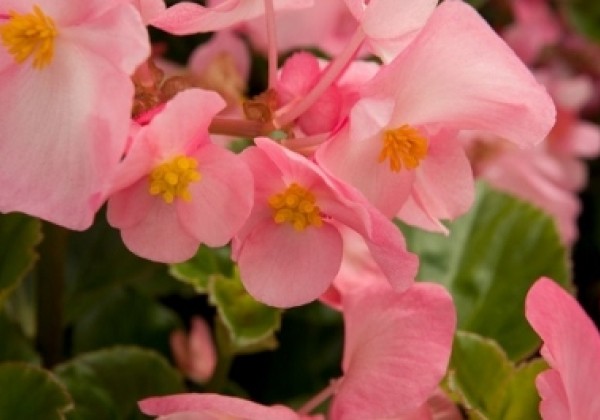 Begonia benariensis BIG Pink Green Leaf