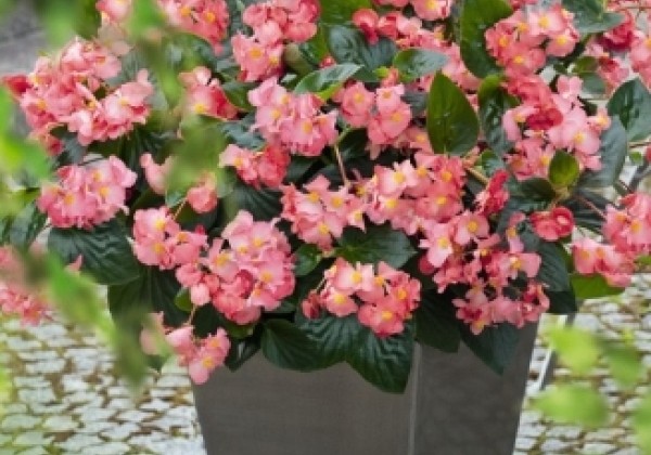 Begonia benariensis BIG Pink Green Leaf