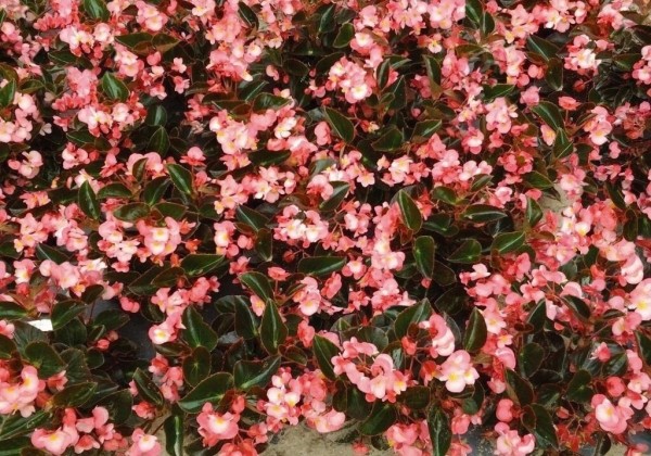 Begonia benariensis BIG Pink Bronze Leaf