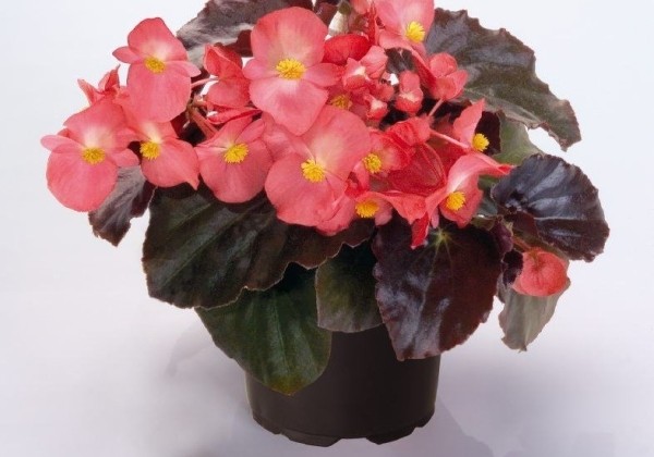 Begonia benariensis BIG Pink Bronze Leaf