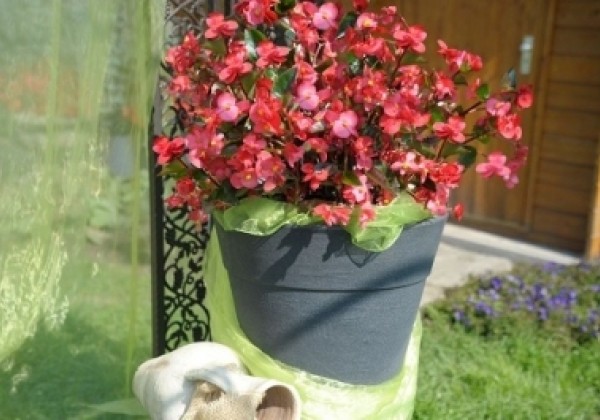 Begonia benariensis BIG Rose with Green Leaf