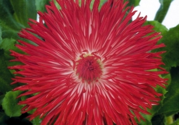 Bellis perennis Habanera Red