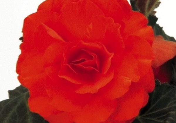 Begonia tuberhybrida Nonstop Mocca Deep Orange