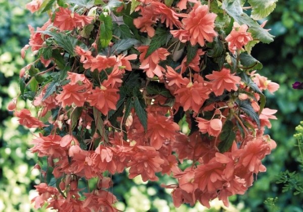 Begonia tuberhybrida Illumination Salmon Pink